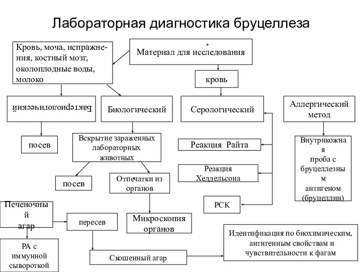 Лабораторная диагностика бруцеллеза Материал для исследования Кровь, моча, испражне- ния,