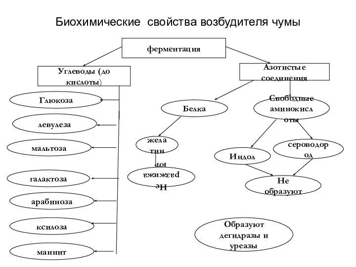 Биохимические свойства возбудителя чумы ферментация Углеводы (до кислоты) Азотистые соединения