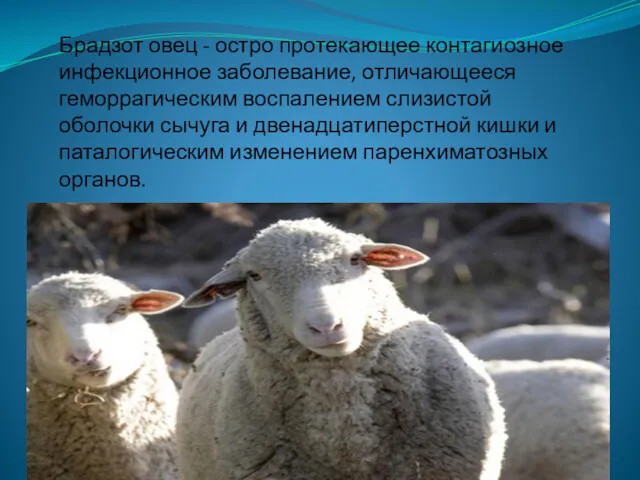 Брадзот овец - остро протекающее контагиозное инфекционное заболевание, отличающееся геморрагическим