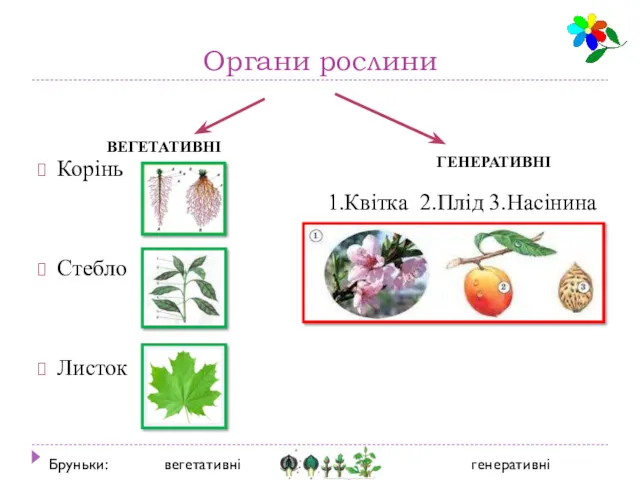 Органи рослини Корінь 1.Квітка 2.Плід 3.Насінина Стебло Листок ВЕГЕТАТИВНІ ГЕНЕРАТИВНІ Бруньки: вегетативні генеративні