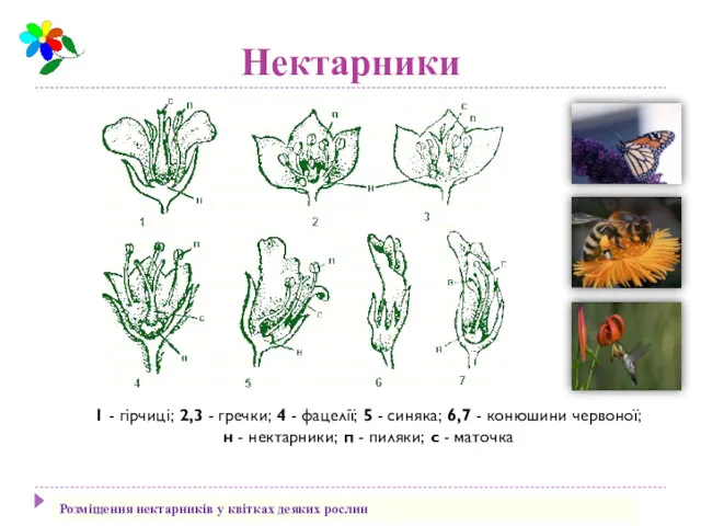 Нектарники 1 - гірчиці; 2,3 - гречки; 4 - фацелії;