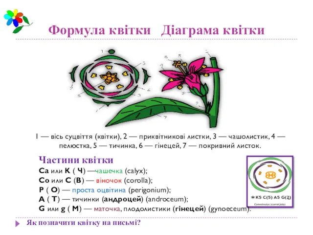 Формула квітки Діаграма квітки Як позначити квітку на письмі? 1