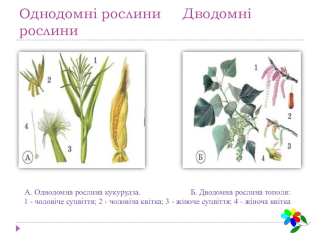 Однодомні рослини Дводомні рослини А. Однодомна рослина кукурудза. Б. Дводомна