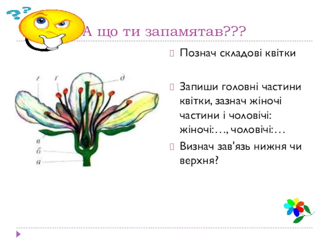 А що ти запамятав??? Познач складові квітки Запиши головні частини