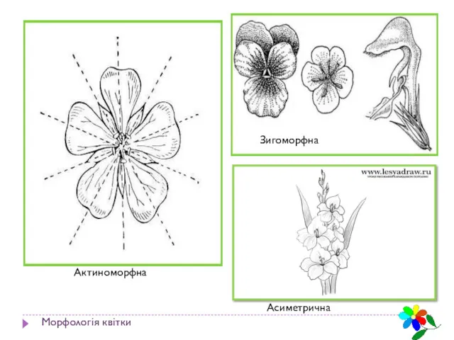 Морфологія квітки Актиноморфна Зигоморфна Асиметрична
