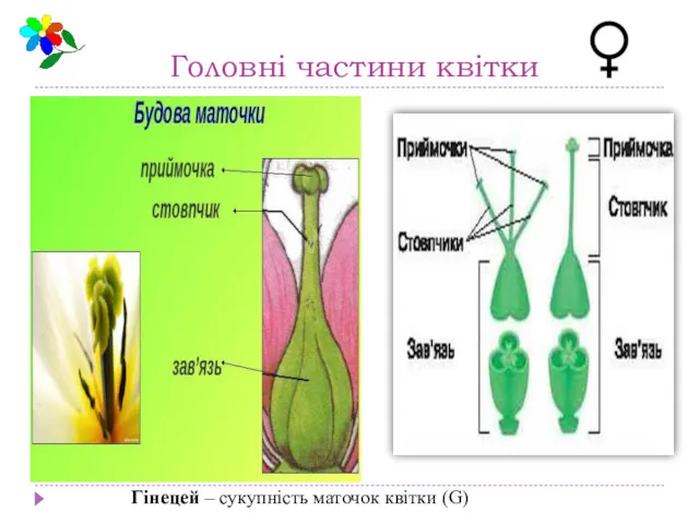 Головні частини квітки Гінецей – сукупність маточок квітки (G)