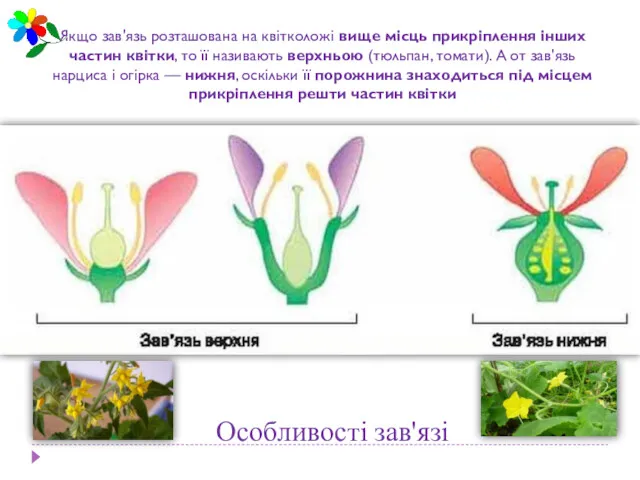 Особливості зав'язі Якщо зав'язь розташована на квітколожі вище місць прикріплення