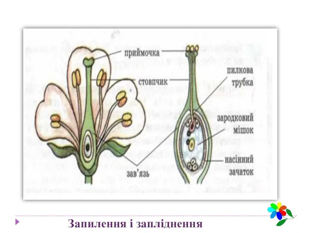 Запилення і запліднення