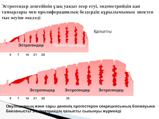 Эстрогендер деңгейінің ұзақ уақыт әсер етуі, эндометрийдің қан тамырлары мен