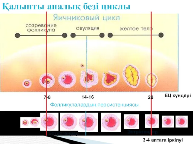 Қалыпты аналық безі циклы Фолликулалардың персистенциясы Эстрогены Прогестерон Эстрогендер Эстрогендер