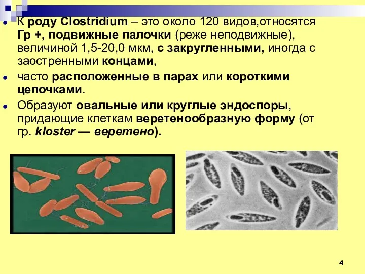К роду Clostridium – это около 120 видов,относятся Гр +,