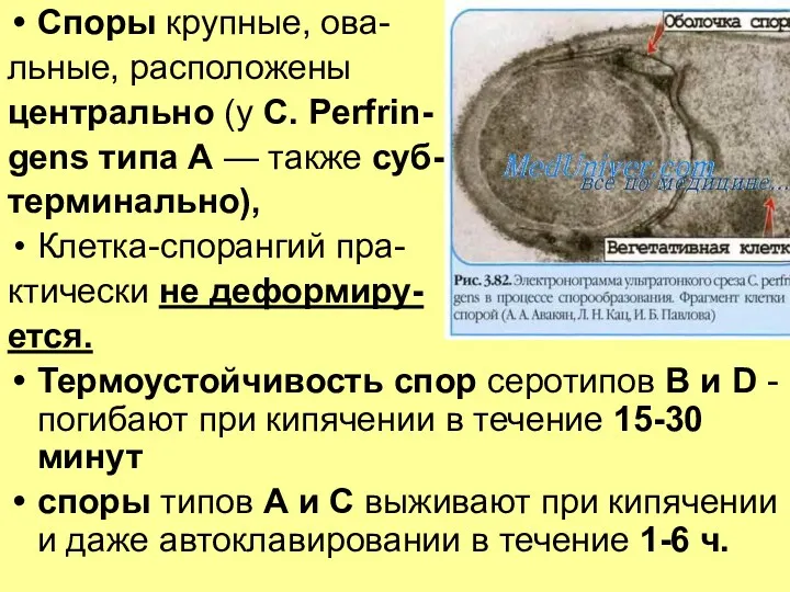 Споры крупные, ова- льные, расположены центрально (у С. Perfrin- gens