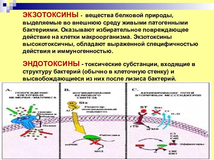 ЭКЗОТОКСИНЫ - вещества белковой природы, выделяемые во внешнюю среду живыми