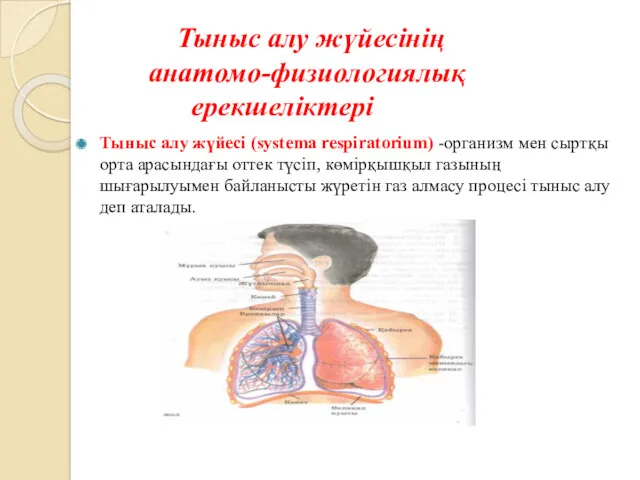 Тыныс алу жүйесінің анатомо-физиологиялық ерекшеліктері Тыныс алу жүйесі (systema respiratorium)