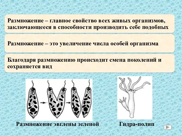 Размножение эвглены зеленой Гидра-полип