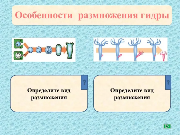 Особенности размножения гидры Определите вид размножения Определите вид размножения