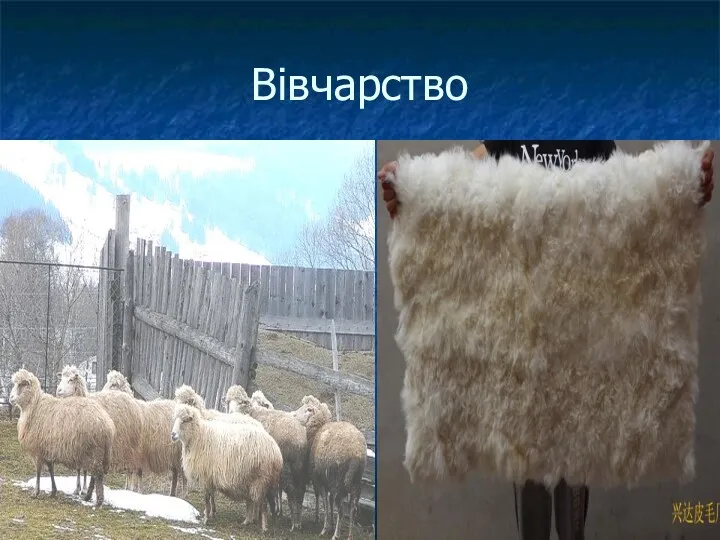 Вівчарство