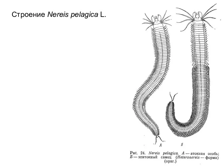 Строение Nereis pelagica L.