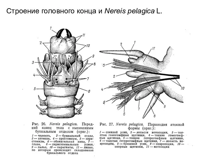 Строение головного конца и Nereis pelagica L.