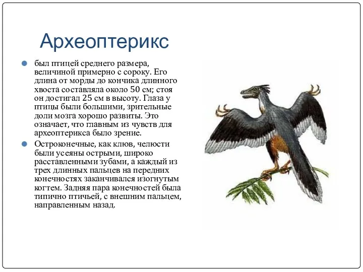 Археоптерикс был птицей среднего размера, величиной примерно с сороку. Его