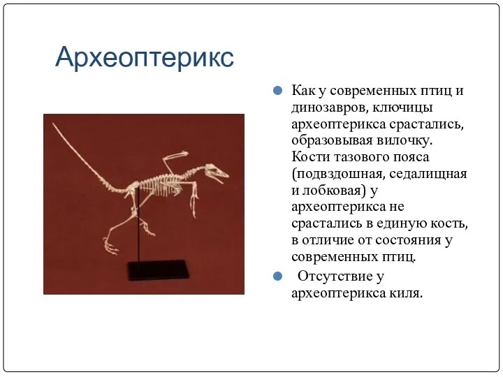 Археоптерикс Как у современных птиц и динозавров, ключицы археоптерикса срастались,