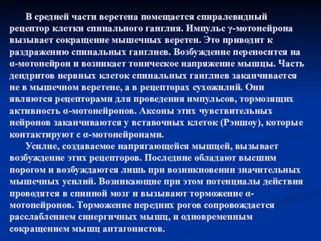 В средней части веретена помещается спиралевидный рецептор клетки спинального ганглия.