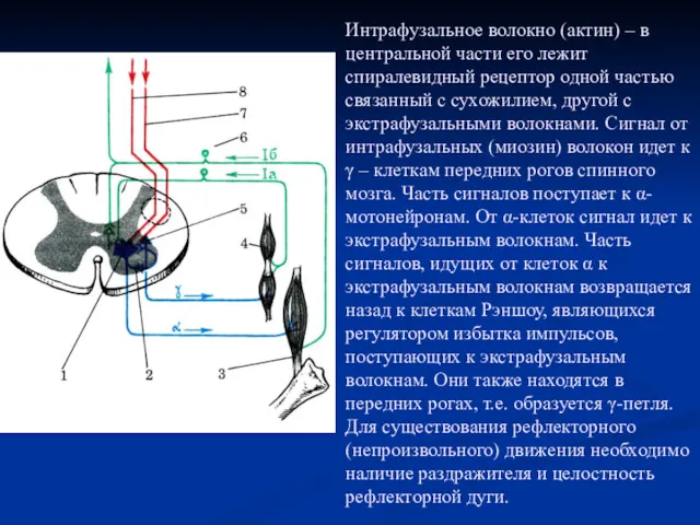 Интрафузальное волокно (актин) – в центральной части его лежит спиралевидный