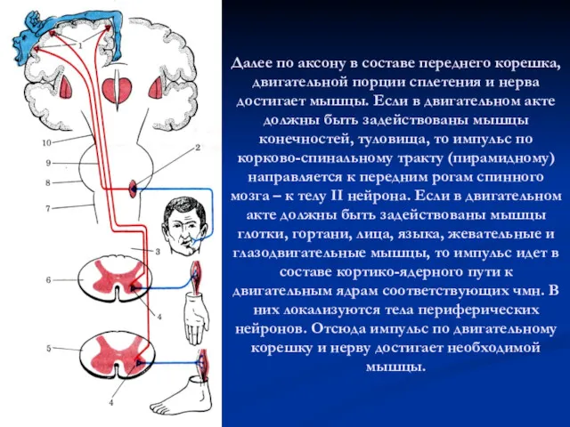 Далее по аксону в составе переднего корешка, двигательной порции сплетения