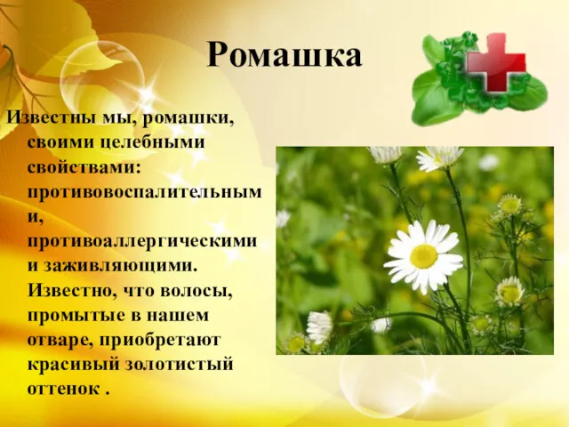 Ромашка Известны мы, ромашки, своими целебными свойствами: противовоспалительными, противоаллергическими и