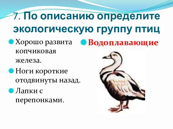 7. По описанию определите экологическую группу птиц Хорошо развита копчиковая