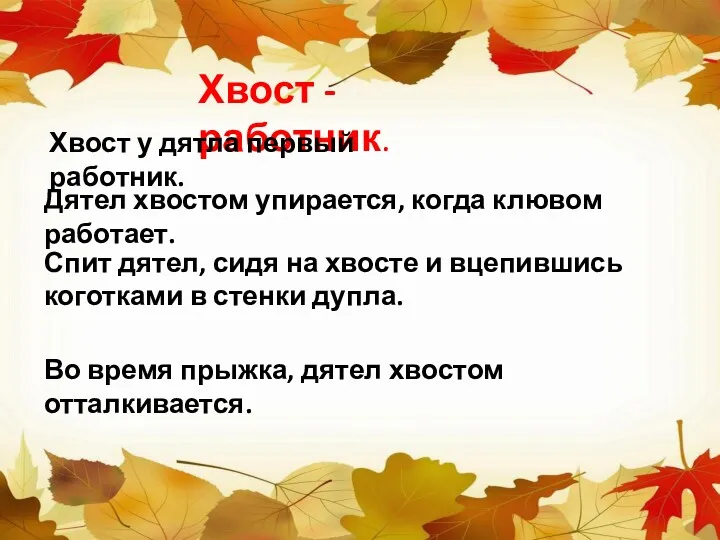 Хвост - работник. Хвост у дятла первый работник. Дятел хвостом