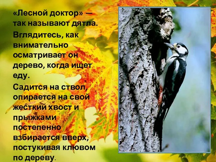 «Лесной доктор» — так называют дятла. Вглядитесь, как внимательно осматривает