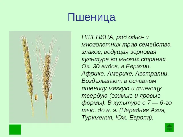 Пшеница . ПШЕНИЦА, род одно- и многолетних трав семейства злаков,
