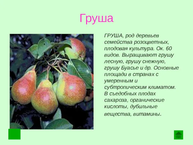 Груша ГРУША, род деревьев семейства розоцветных, плодовая культура. Ок. 60