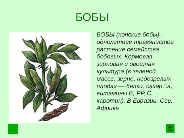 БОБЫ БОБЫ (конские бобы), однолетнее травянистое растение семейства бобовых. Кормовая,