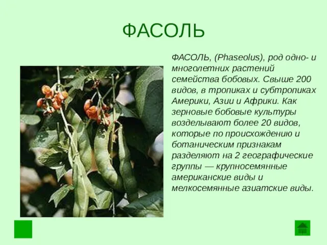 ФАСОЛЬ ФАСОЛЬ, (Phaseolus), род одно- и многолетних растений семейства бобовых.