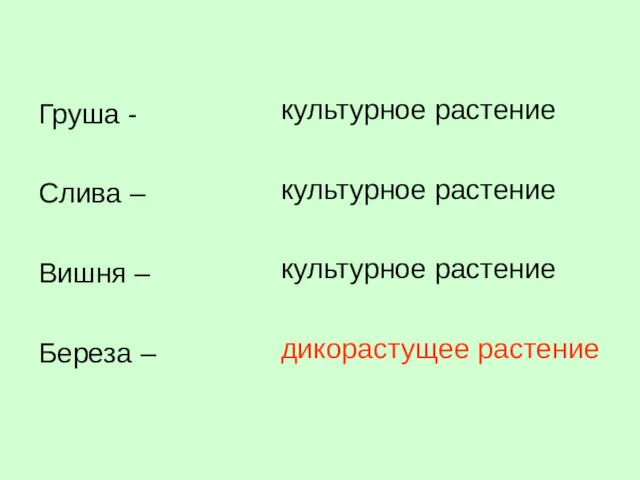 Груша - Слива – Вишня – Береза – культурное растение культурное растение культурное растение дикорастущее растение