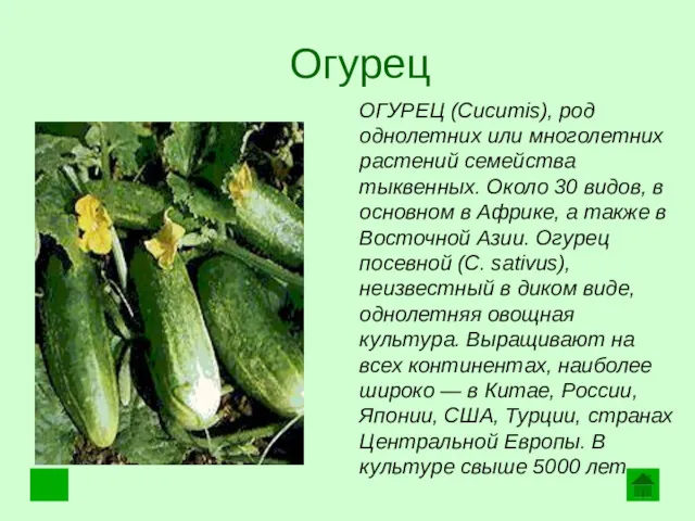 Огурец ОГУРЕЦ (Cucumis), род однолетних или многолетних растений семейства тыквенных.