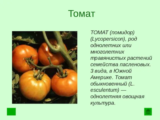Томат ТОМАТ (помидор) (Lycopersicon), род однолетних или многолетних травянистых растений