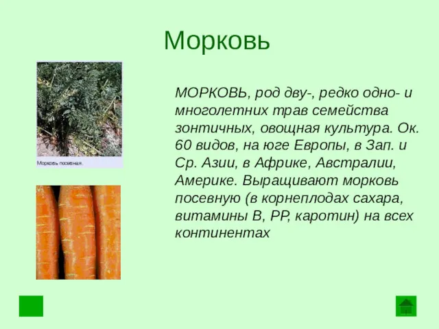Морковь МОРКОВЬ, род дву-, редко одно- и многолетних трав семейства