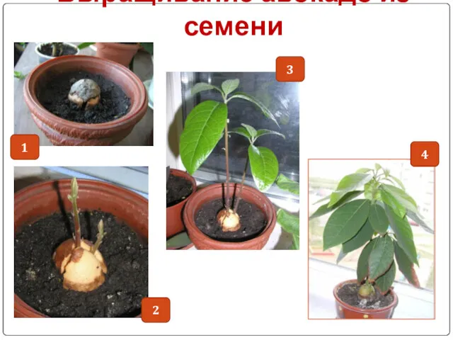 Выращивание авокадо из семени 1 2 3 4