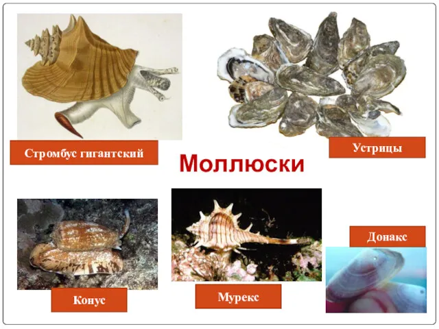 Моллюски Стромбус гигантский Мурекс Донакс Конус Устрицы