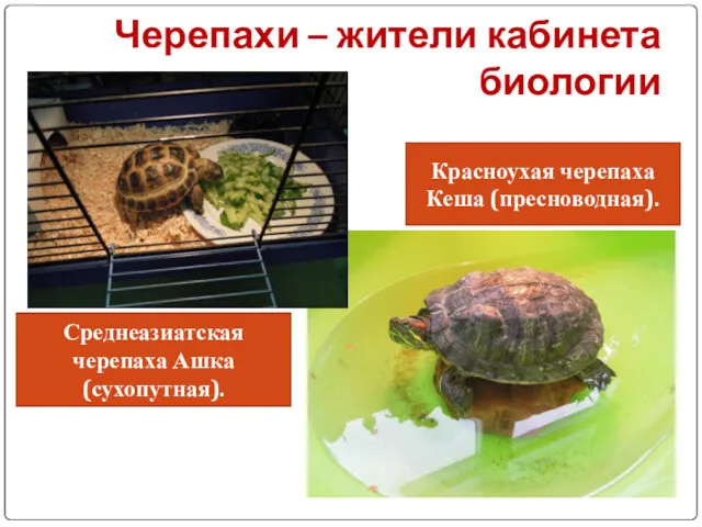 Черепахи – жители кабинета биологии Среднеазиатская черепаха Ашка (сухопутная). Красноухая черепаха Кеша (пресноводная).