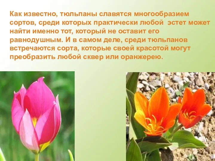 Как известно, тюльпаны славятся многообразием сортов, среди которых практически любой эстет может найти