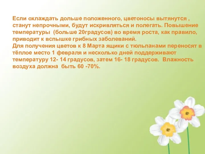 Если охлаждать дольше положенного, цветоносы вытянутся , станут непрочными, будут искривляться и полегать.