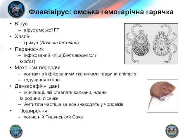 Флавівірус: омська гемогарічна гарячка Вірус вірус омської ГГ Хазяїн гризун