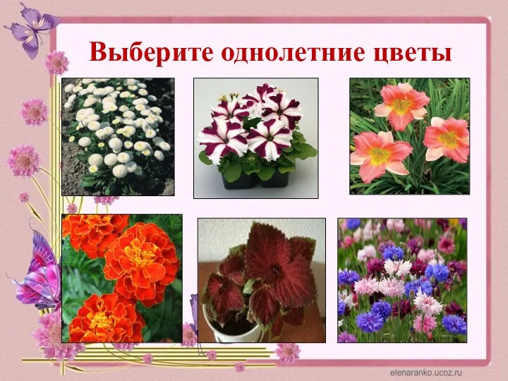 Выберите однолетние цветы