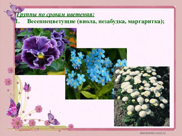 Группы по срокам цветения: Весеннецветущие (виола, незабудка, маргаритка);