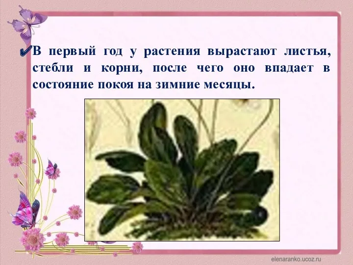 В первый год у растения вырастают листья, стебли и корни, после чего оно