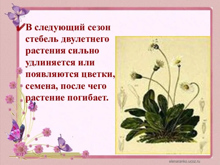 В следующий сезон стебель двулетнего растения сильно удлиняется или появляются цветки, семена, после чего растение погибает.